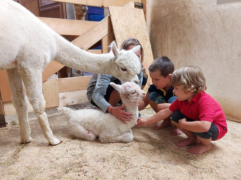 Zwei flauschige Wunder im Alpakastall